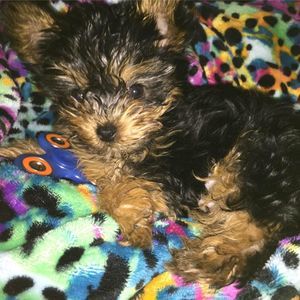 Meet your Posher, Arica